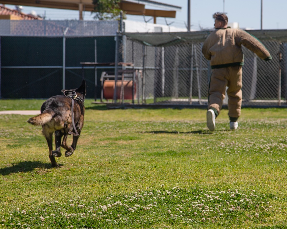 Marine Highlight - Military dog handler