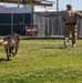 Marine Highlight - Military dog handler