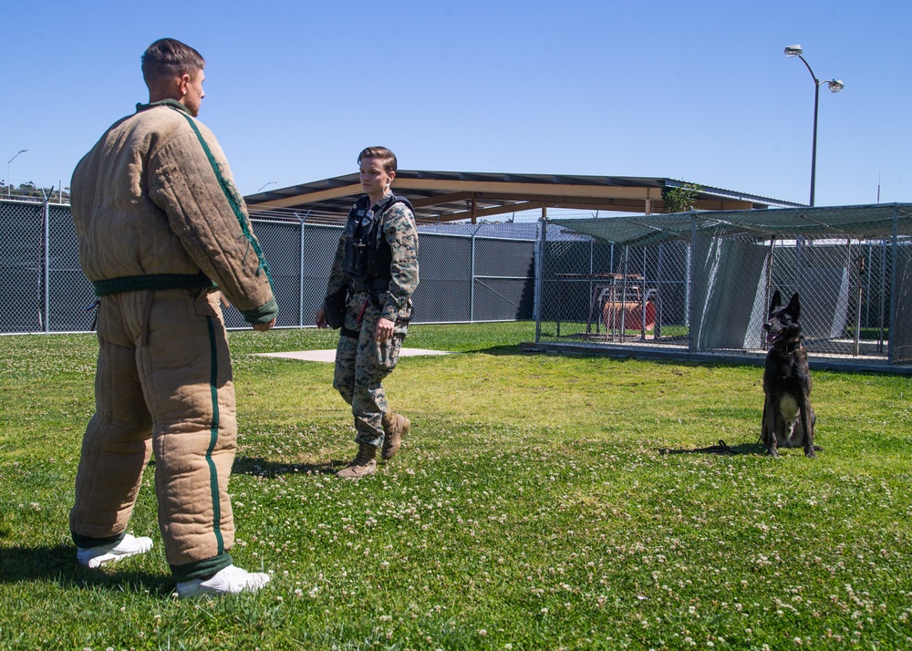 Marine Highlight - Military dog handler