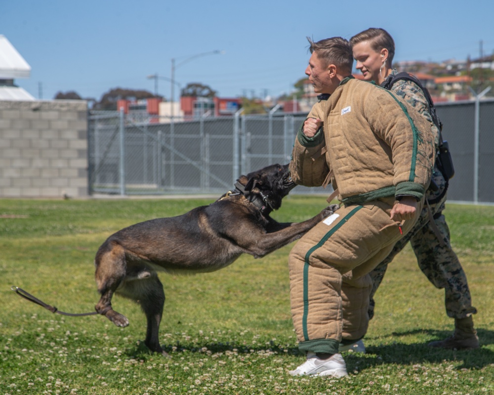 Marine Highlight - Military dog handler