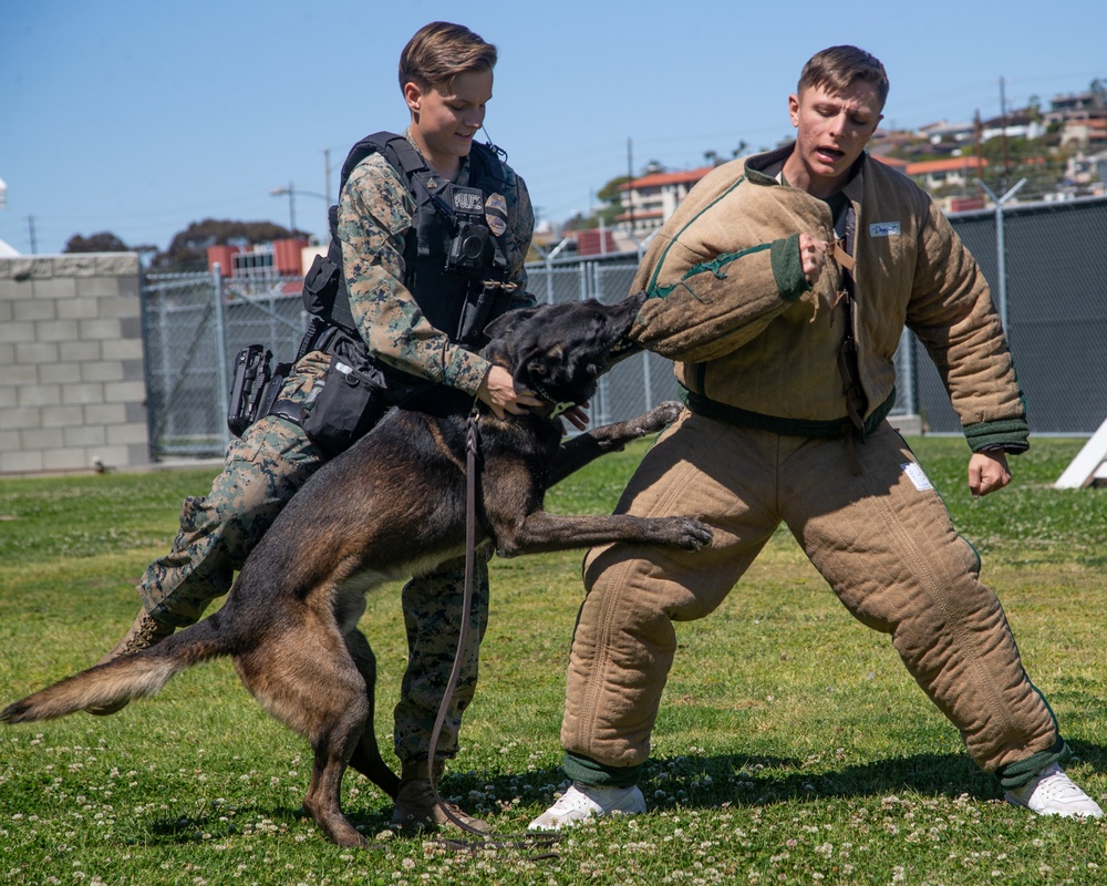 Marine Highlight - Military dog handler