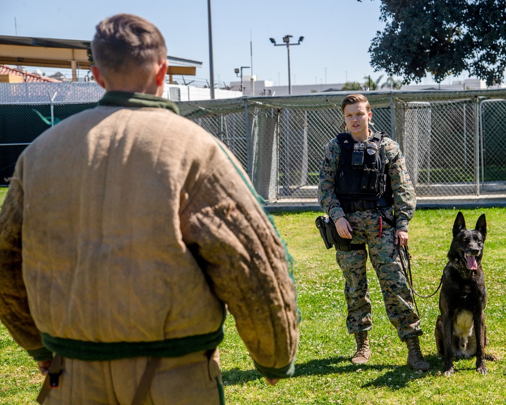 Marine Highlight - Military dog handler