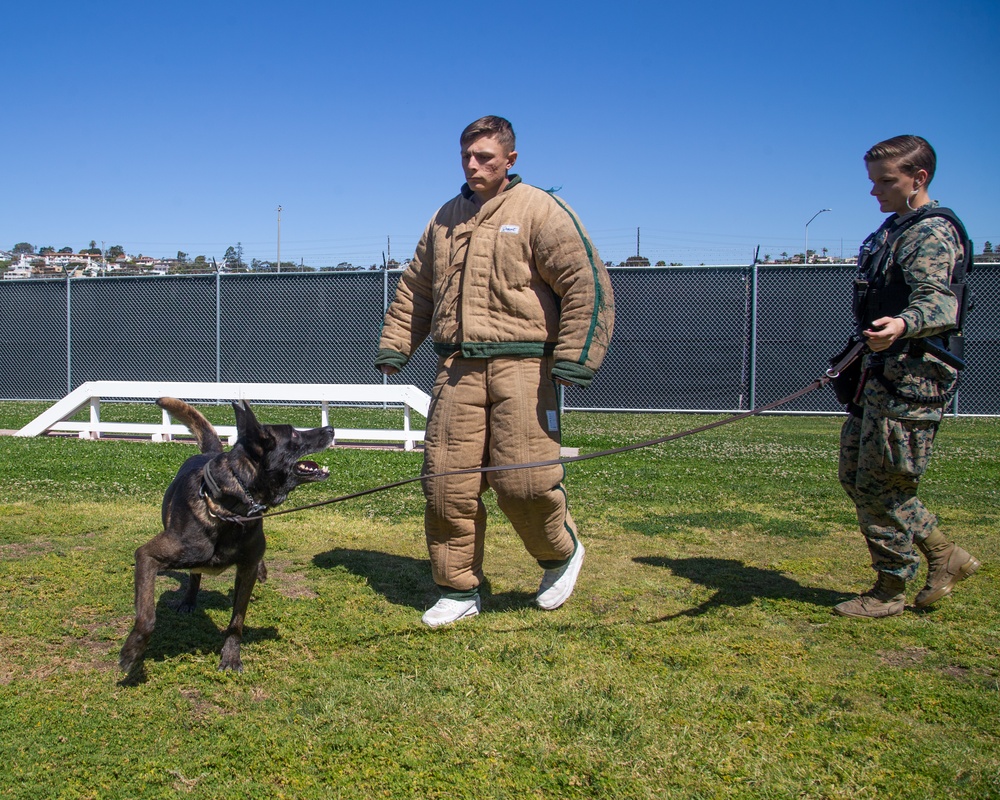 Marine Highlight - Military dog handler