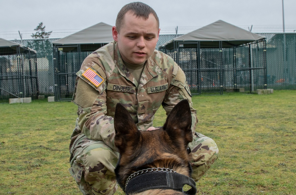 From the battlefield to a loving home: a K-9 Working Dog finds his “furever” home