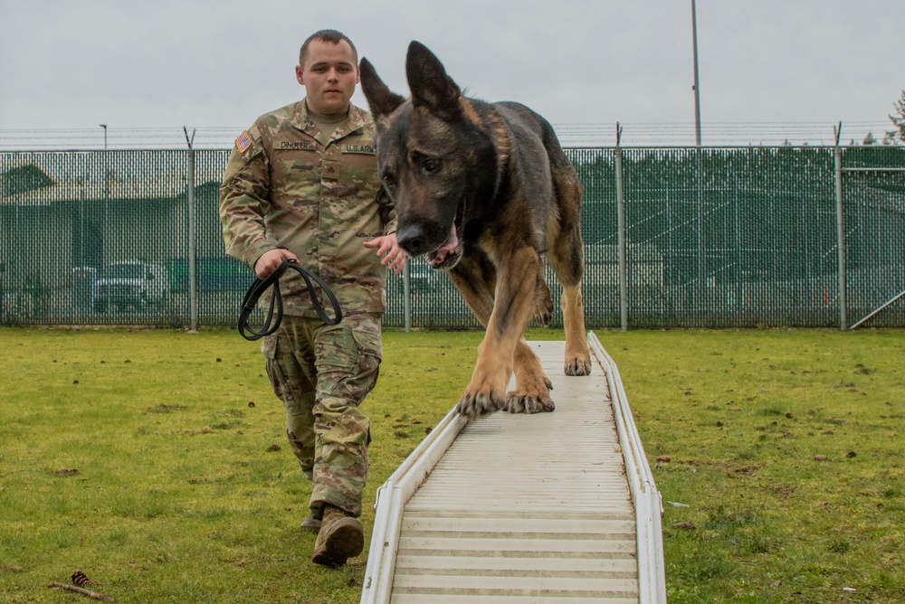 From the battlefield to a loving home: a K-9 Working Dog finds his “furever” home