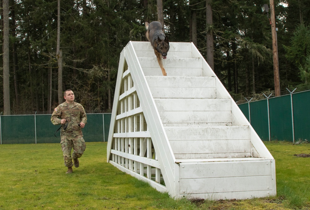 From the battlefield to a loving home: a K-9 Working Dog finds his “furever” home