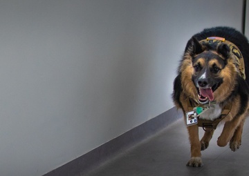 Bear Hugs for the Troops