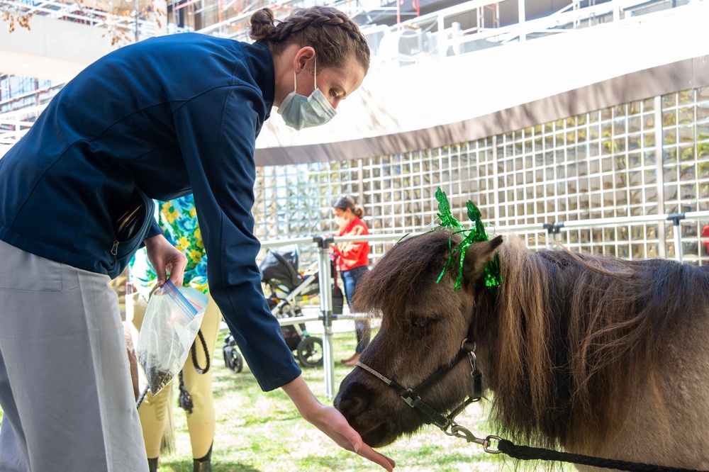 Mini Horses Visit NMRTC San Diego March 17