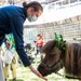 Mini Horses Visit NMRTC San Diego March 17