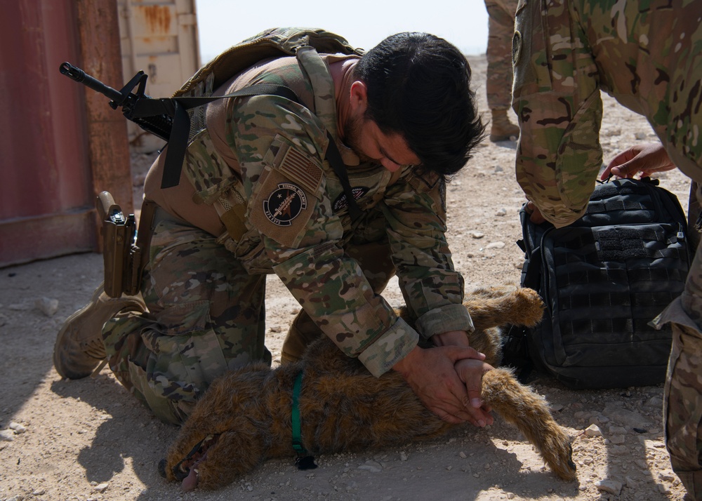 Air Force, Army, Navy, conduct K9 training