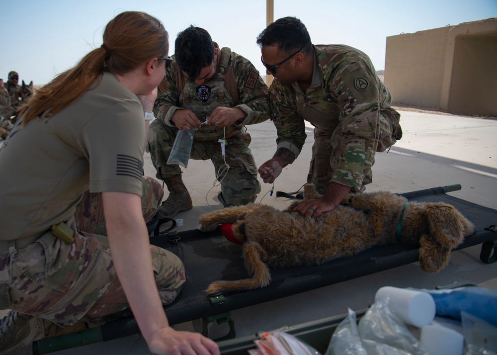 Air Force, Army, Navy, conduct K9 training