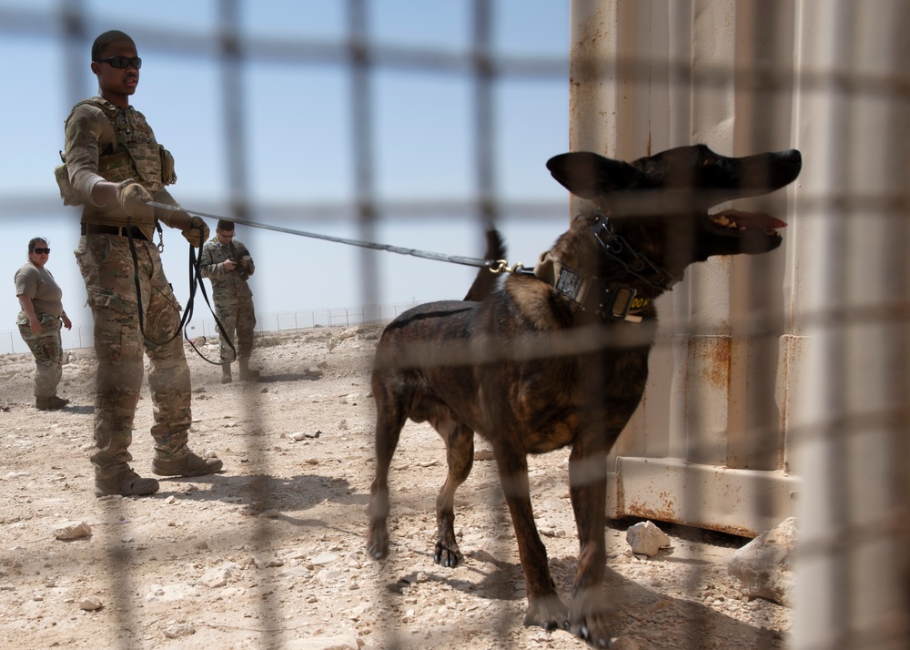 Air Force, Army, Navy, conduct K9 training