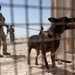 Air Force, Army, Navy, conduct K9 training