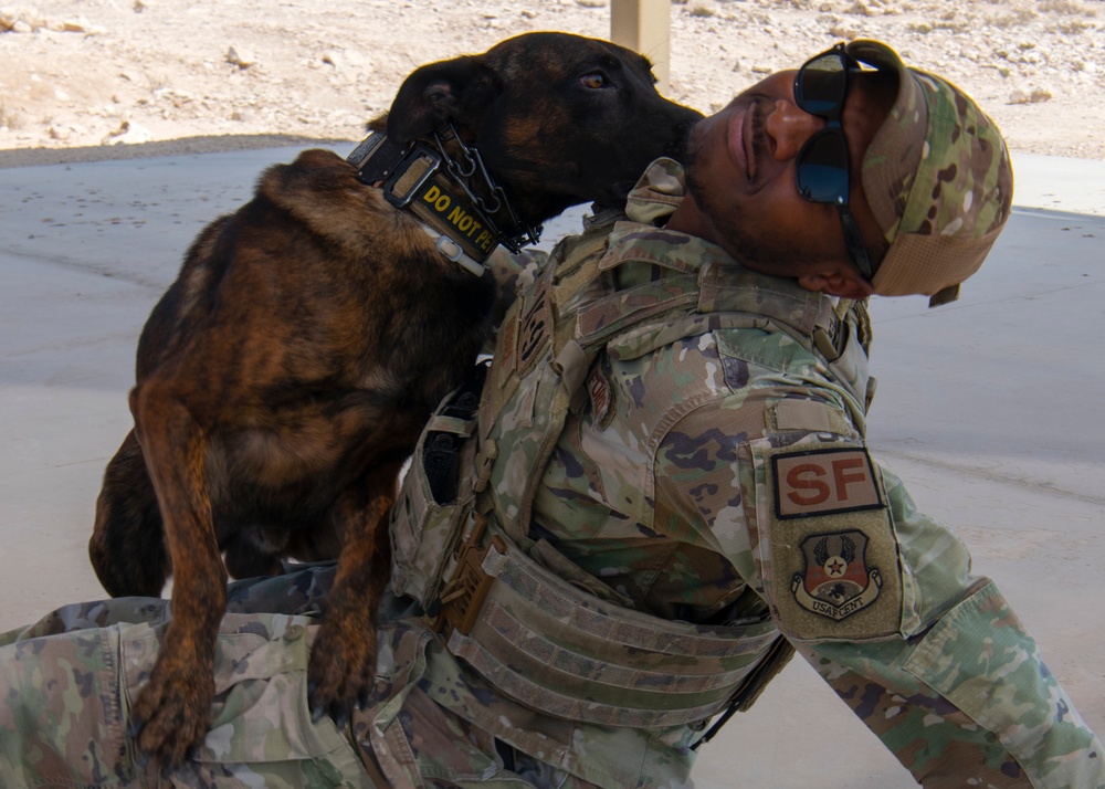 Air Force, Army, Navy, conduct K9 training