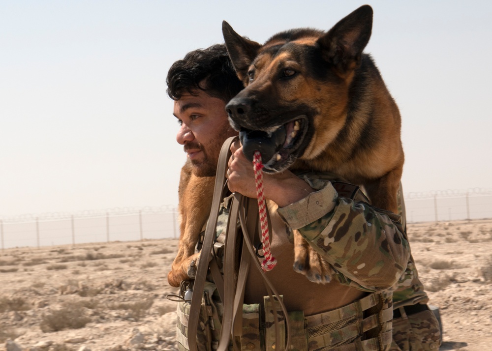 Air Force, Army, Navy, conduct K9 training