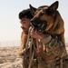 Air Force, Army, Navy, conduct K9 training