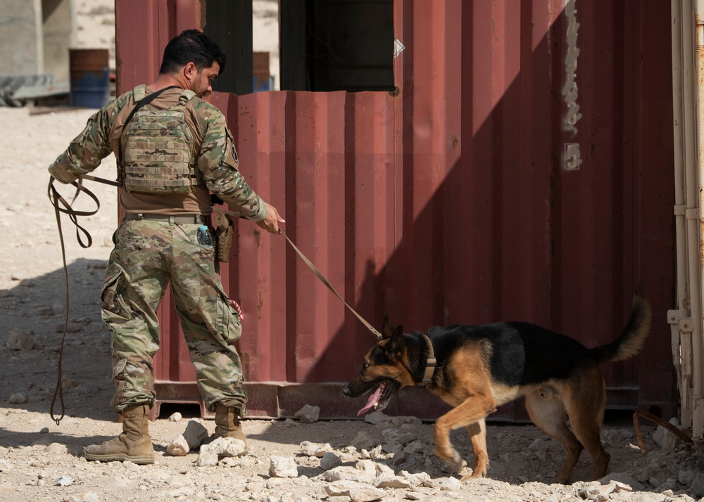 Air Force, Army, Navy train on K9 emergency response