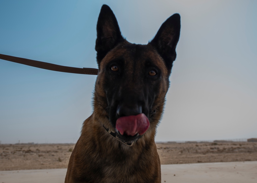 Air Force, Army, Navy train on K9 emergency response