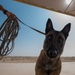 Air Force, Army, Navy train on K9 emergency response