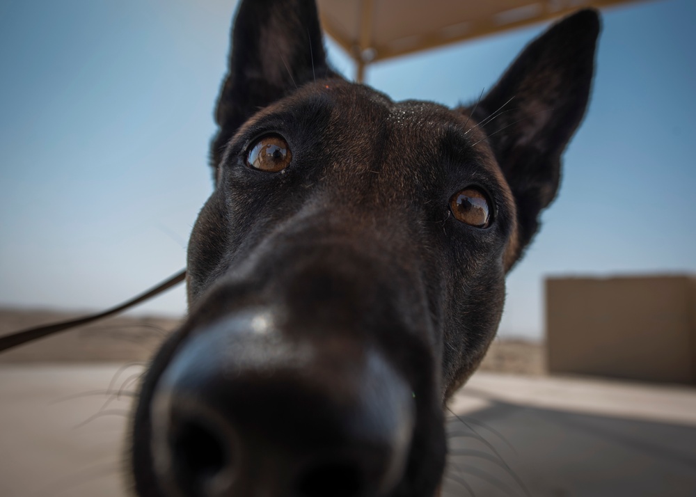 Air Force, Army, Navy train on K9 emergency response