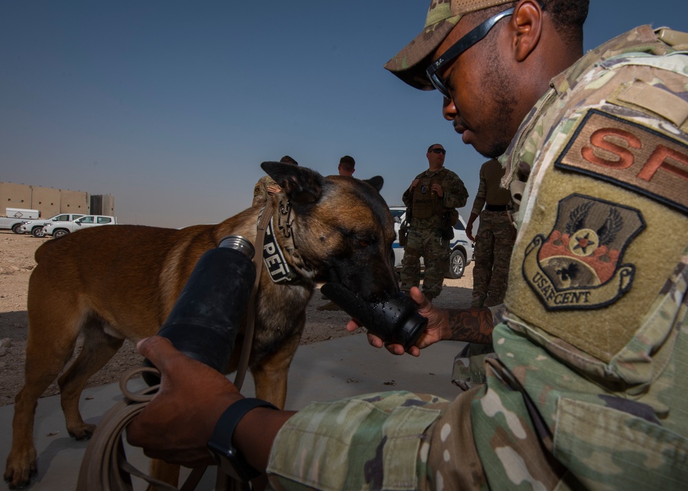 Air Force, Army, Navy train on K9 emergency response