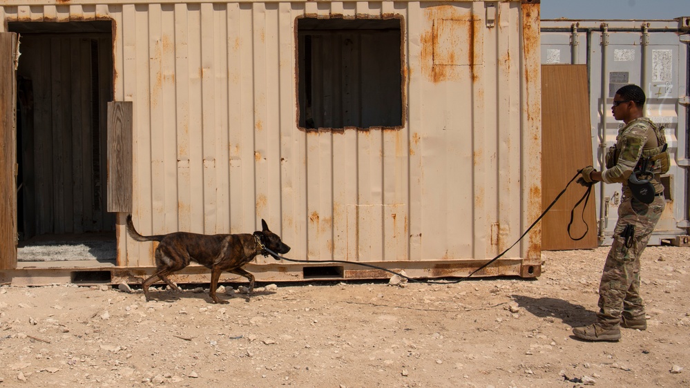 Air Force, Army, Navy train on K9 emergency response