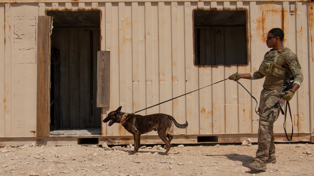 Air Force, Army, Navy train on K9 emergency response