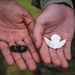 Tunisian, U.S. paratroopers trade airborne wings