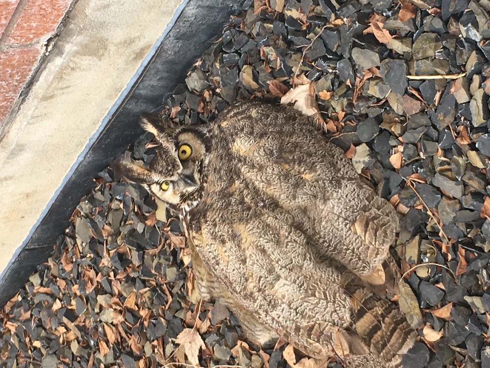 Hoot Hoot, Hooray: An Owl-some Rescue!