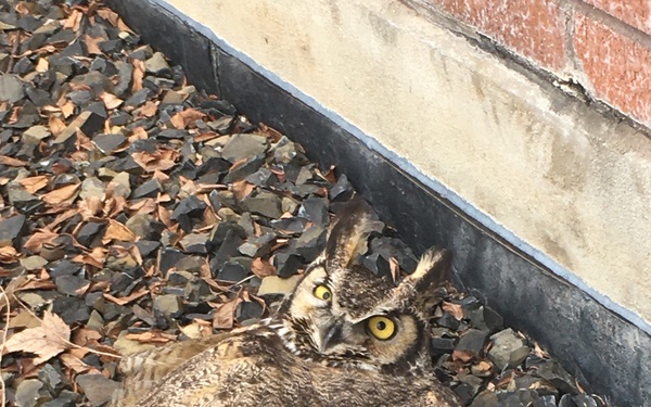 Hoot Hoot, Hooray: An Owl-some Rescue!