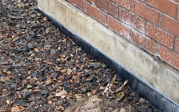 Hoot Hoot, Hooray: An Owl-some Rescue!