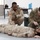 Kuwaiti and U.S. Soldiers exchange medical knowledge