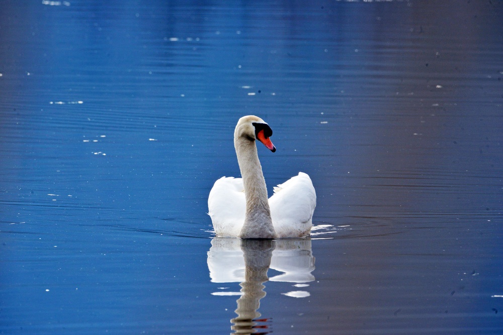 NATURE PHOTOS AT LAKE FIMON, VICENZA, ITALY