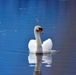 NATURE PHOTOS AT LAKE FIMON, VICENZA, ITALY
