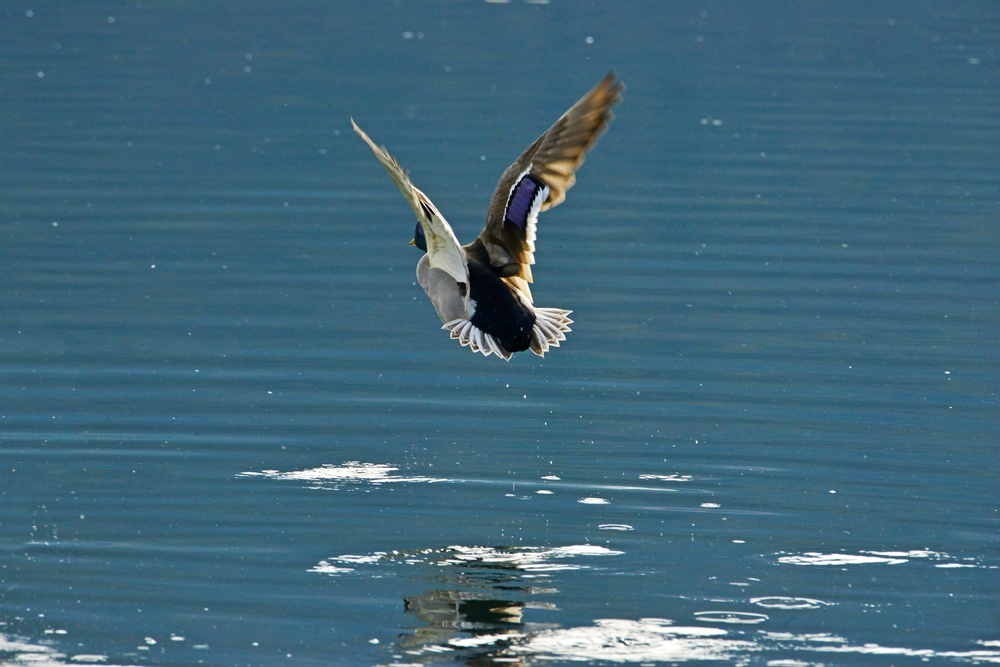 NATURE PHOTOS AT LAKE FIMON, VICENZA, ITALY