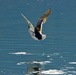 NATURE PHOTOS AT LAKE FIMON, VICENZA, ITALY