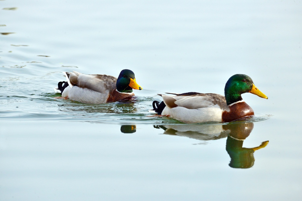 NATURE PHOTOS AT LAKE FIMON, VICENZA, ITALY
