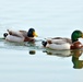 NATURE PHOTOS AT LAKE FIMON, VICENZA, ITALY