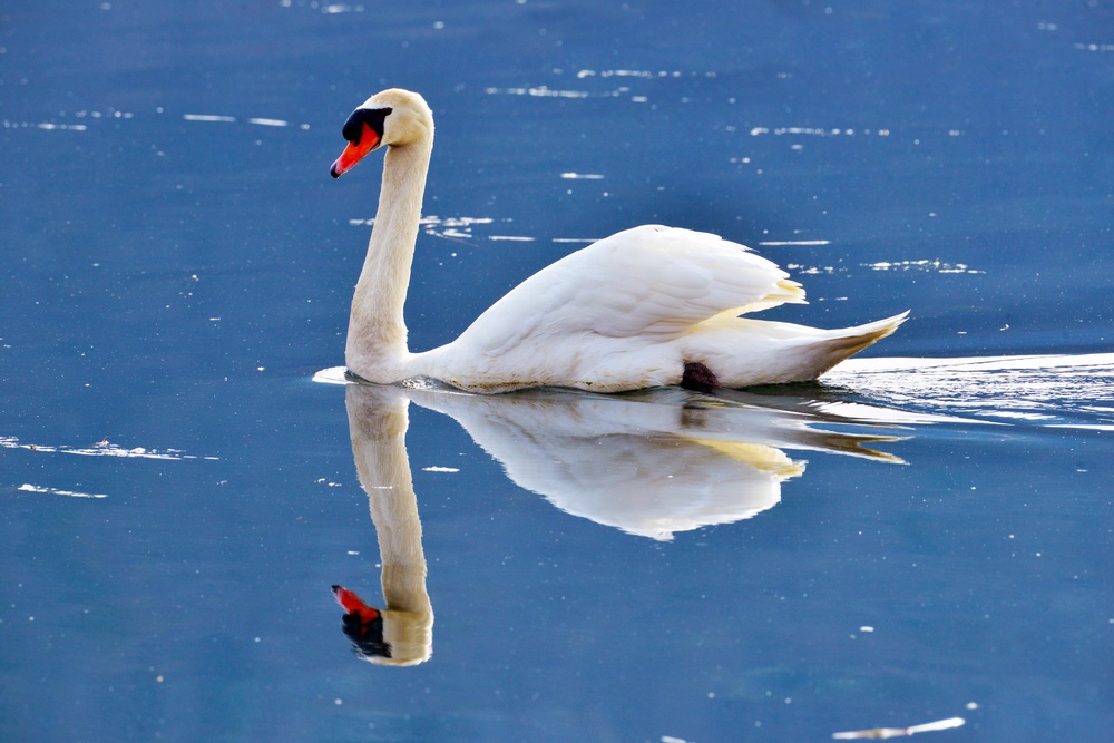 NATURE PHOTOS AT LAKE FIMON, VICENZA, ITALY