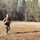 Best Warrior Competition 2022