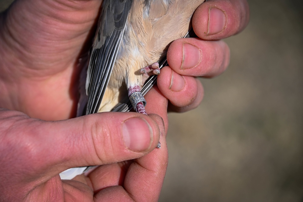 AAFB Airmen improve BASH, flight safety with bird banding