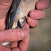 AAFB Airmen improve BASH, flight safety with bird banding