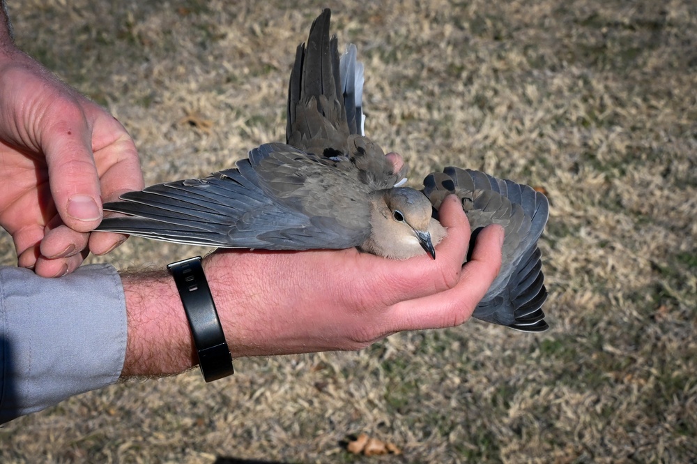 AAFB Airmen improve BASH, flight safety with bird banding