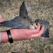 AAFB Airmen improve BASH, flight safety with bird banding