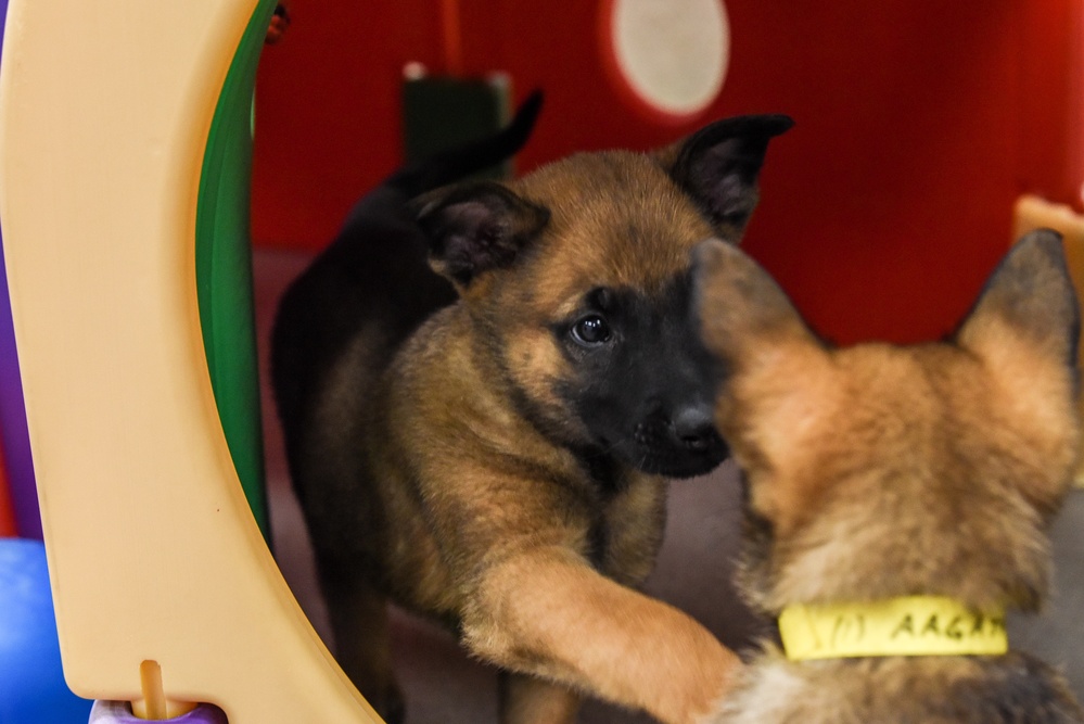 National Puppy Day with Military Working Dogs