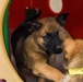 National Puppy Day with Military Working Dogs