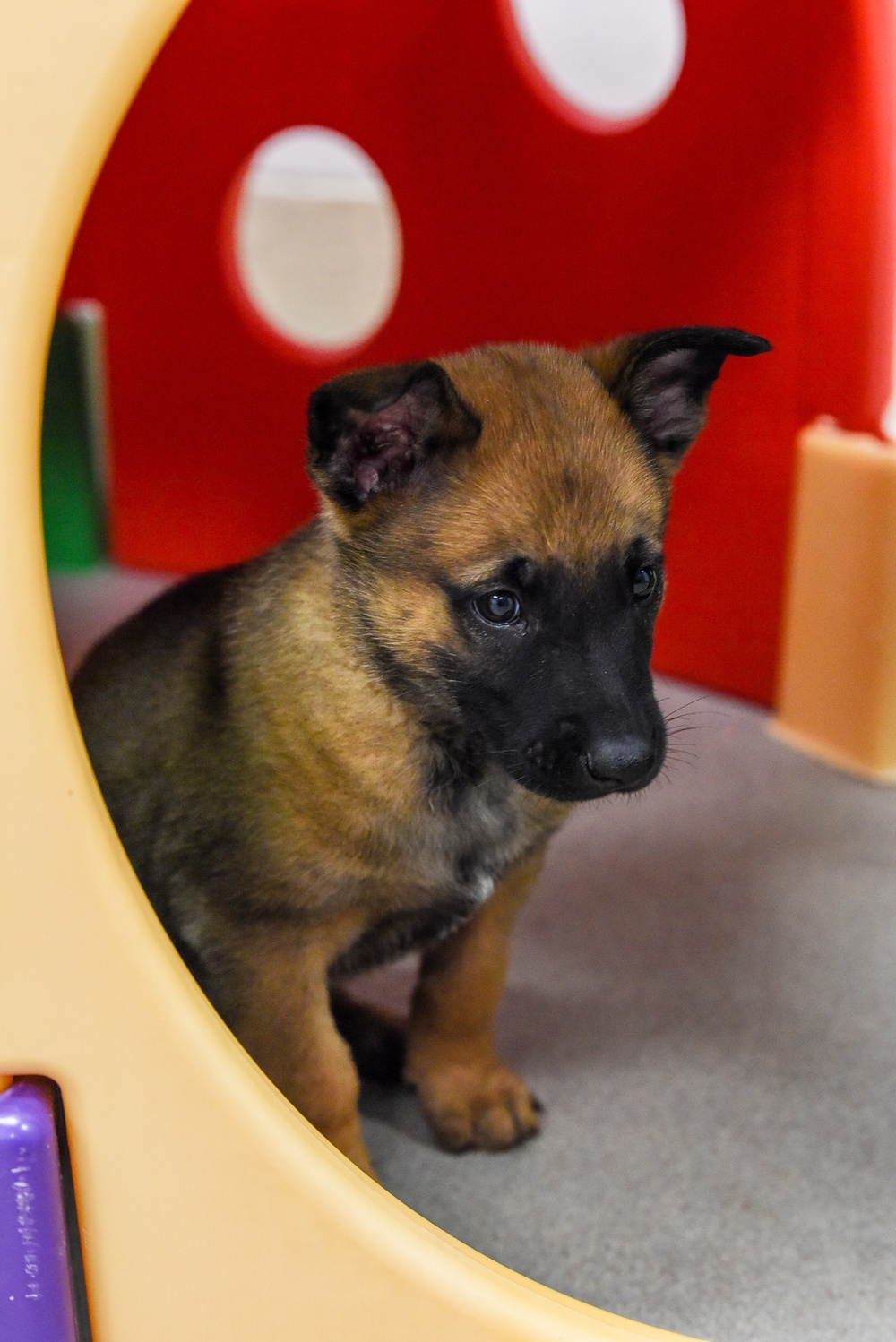 National Puppy Day with Military Working Dogs