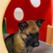 National Puppy Day with Military Working Dogs