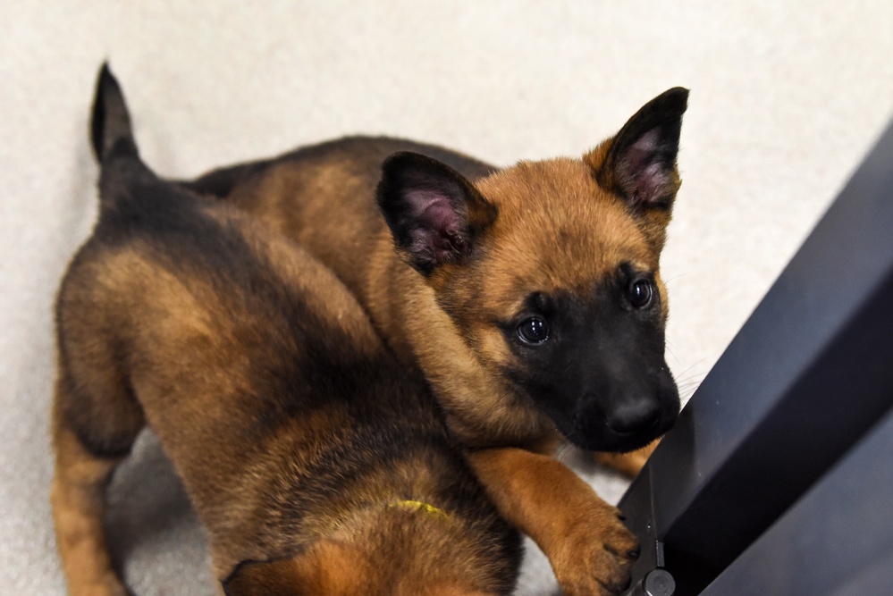 National Puppy Day with Military Working Dogs