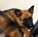 National Puppy Day with Military Working Dogs